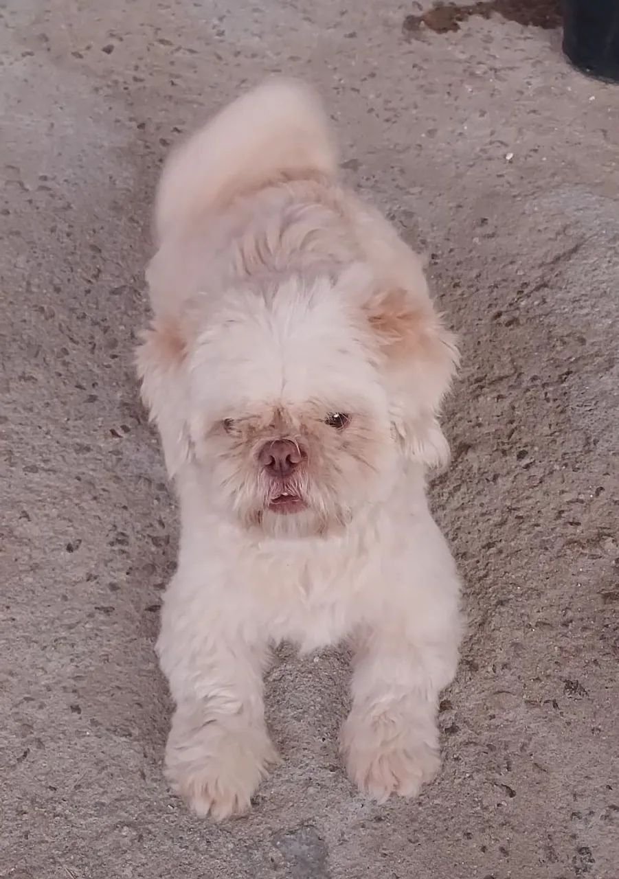 Shih tzu fêmea última da ninhada  - Foto 3