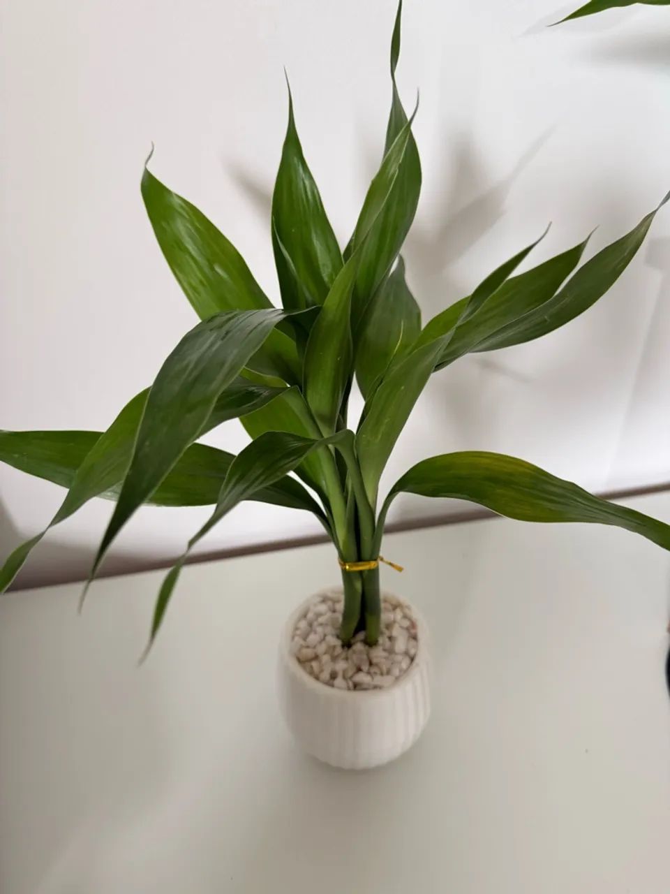 Bambu da sorte  - Foto 2