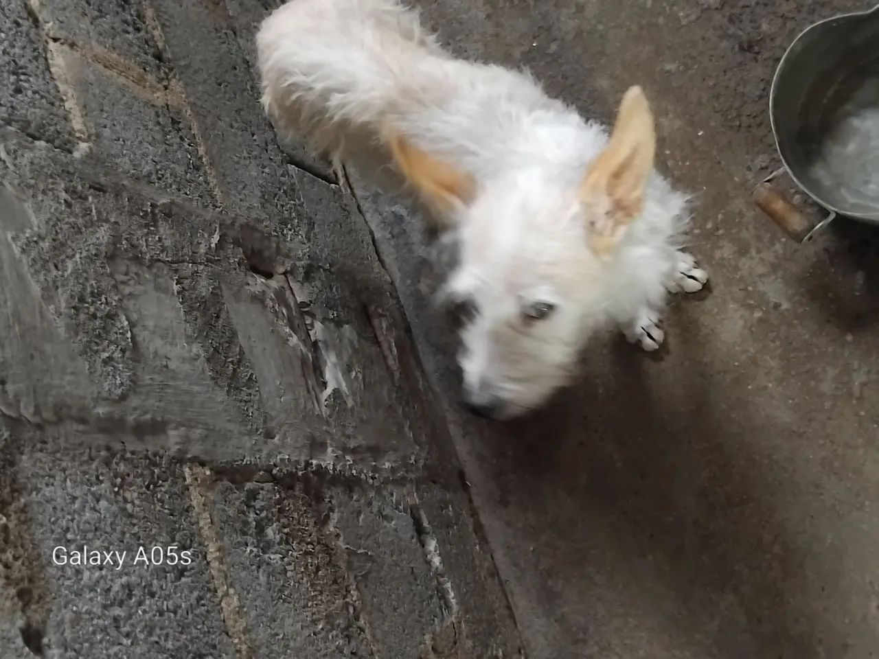 Cachorra - Foto 3