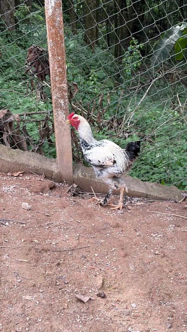 Frango Brahma  - Foto 2