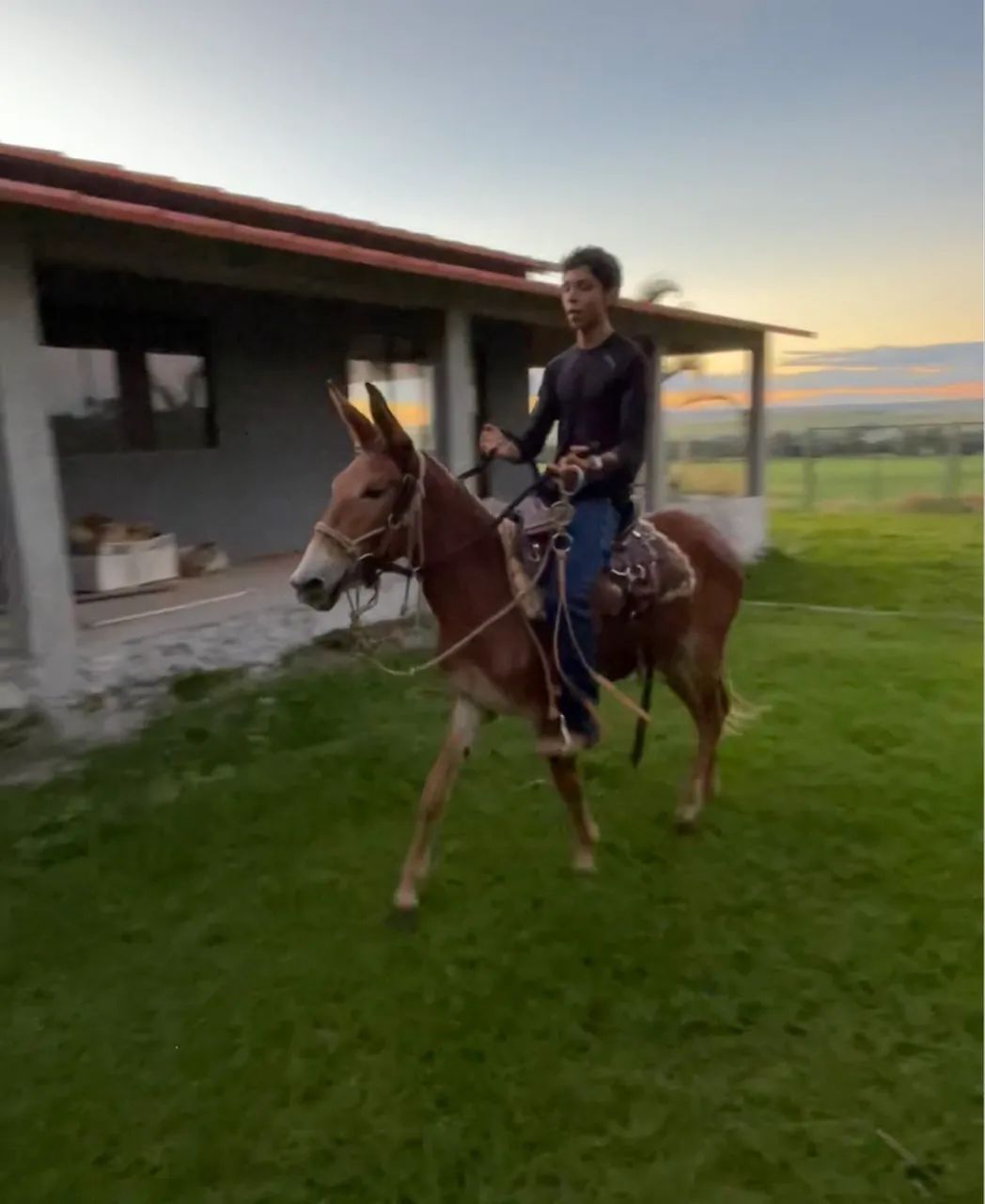 Mula nova - Foto 3