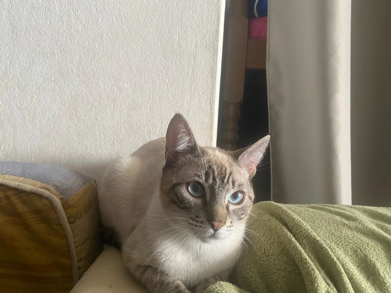 Doa-se gato persa