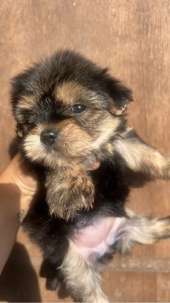 Yorkshire Terrier - Foto 2