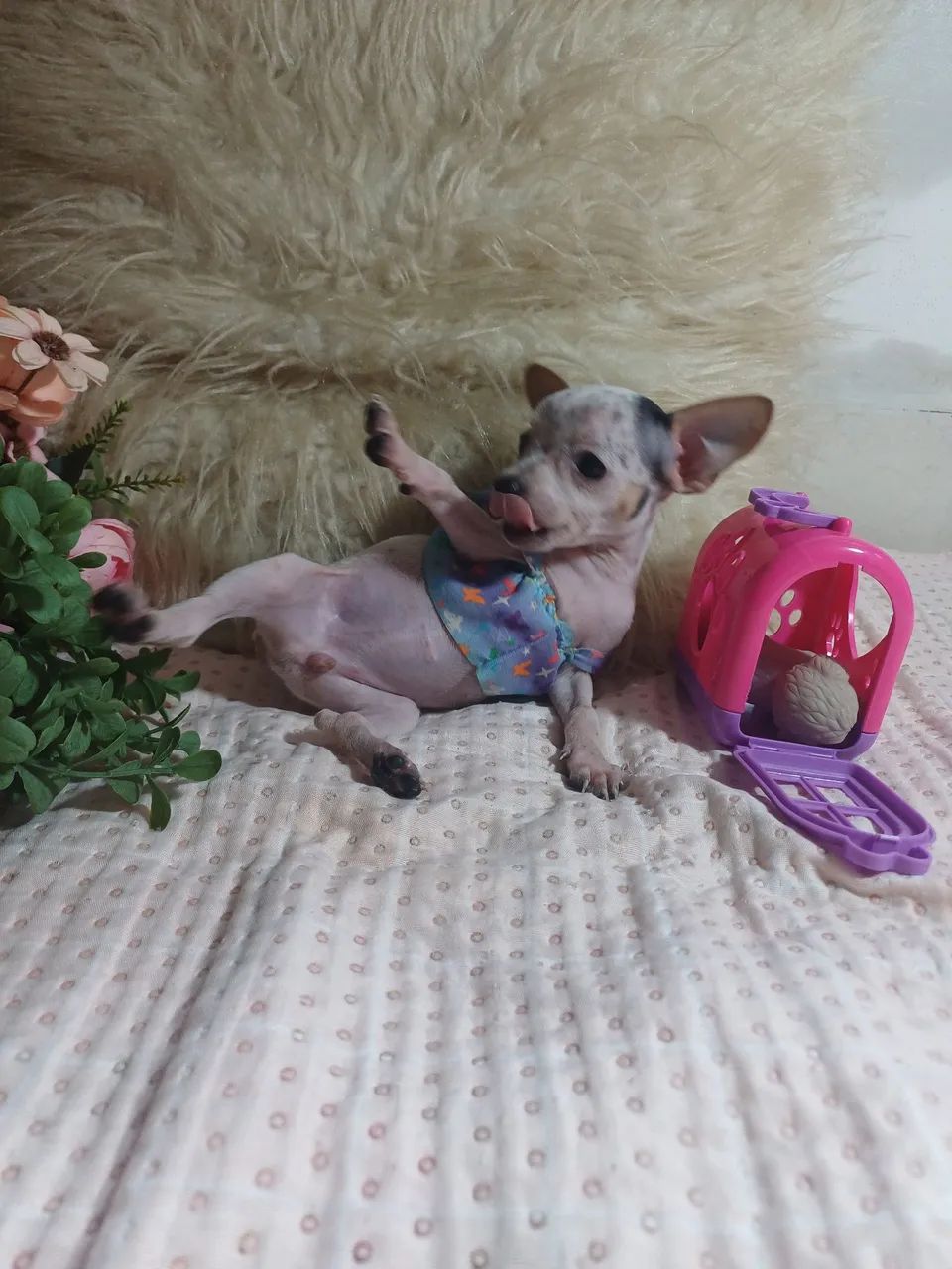 Pinscher zero - Foto 4