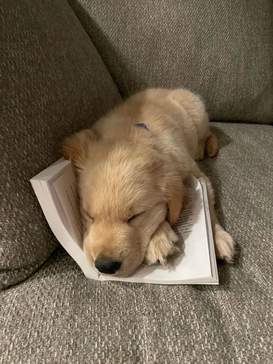Golden Retriever 