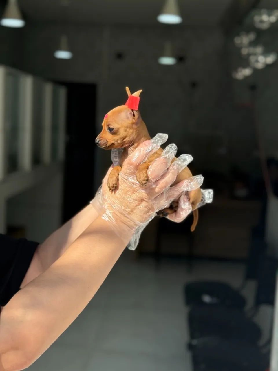 Pinscher MIniatura- Filhotes Selecionados com Cuidado - Qualidade e Confiança
