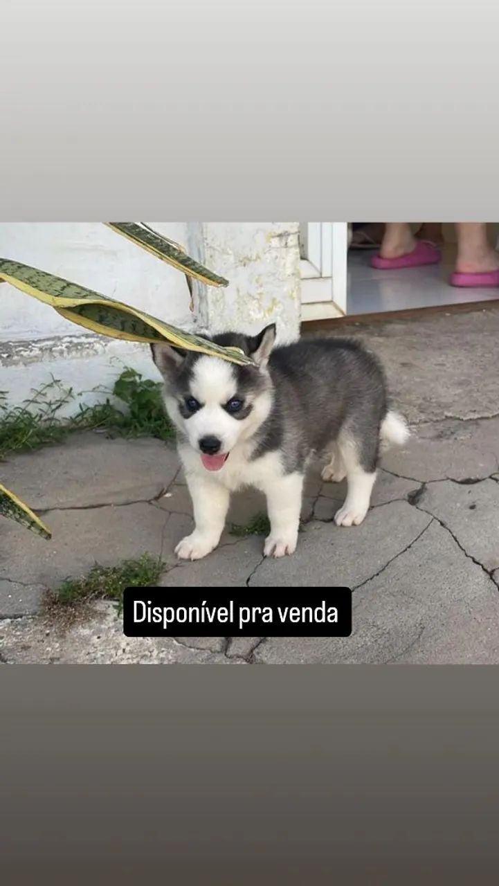Husky siberiano  - Foto 2