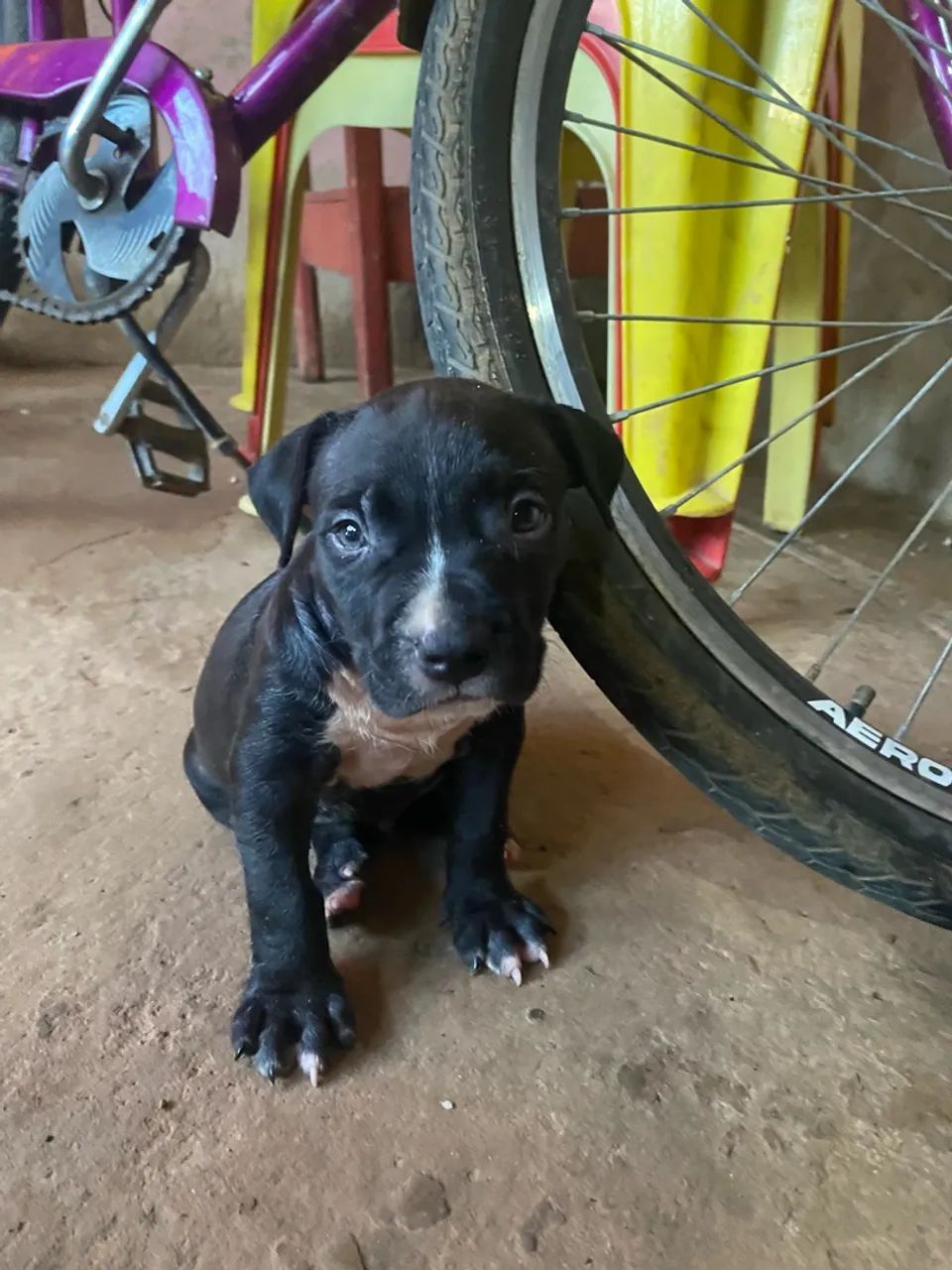 Cachorro pitbull  - Foto 3