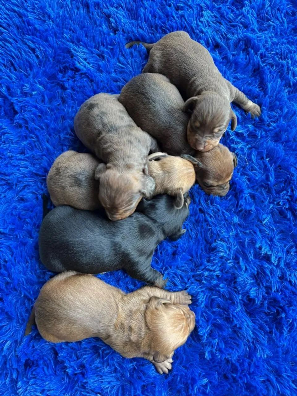 Basset pra reserva 