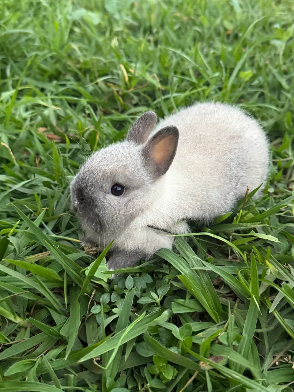 Mini coelho, Netherland  - Foto 6