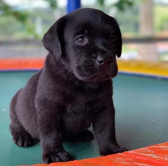 Filhotes de labrador puros macho e fêmea 