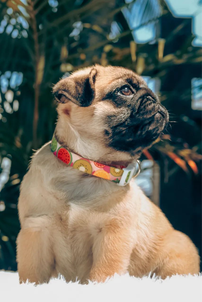 Pug  - Foto 2