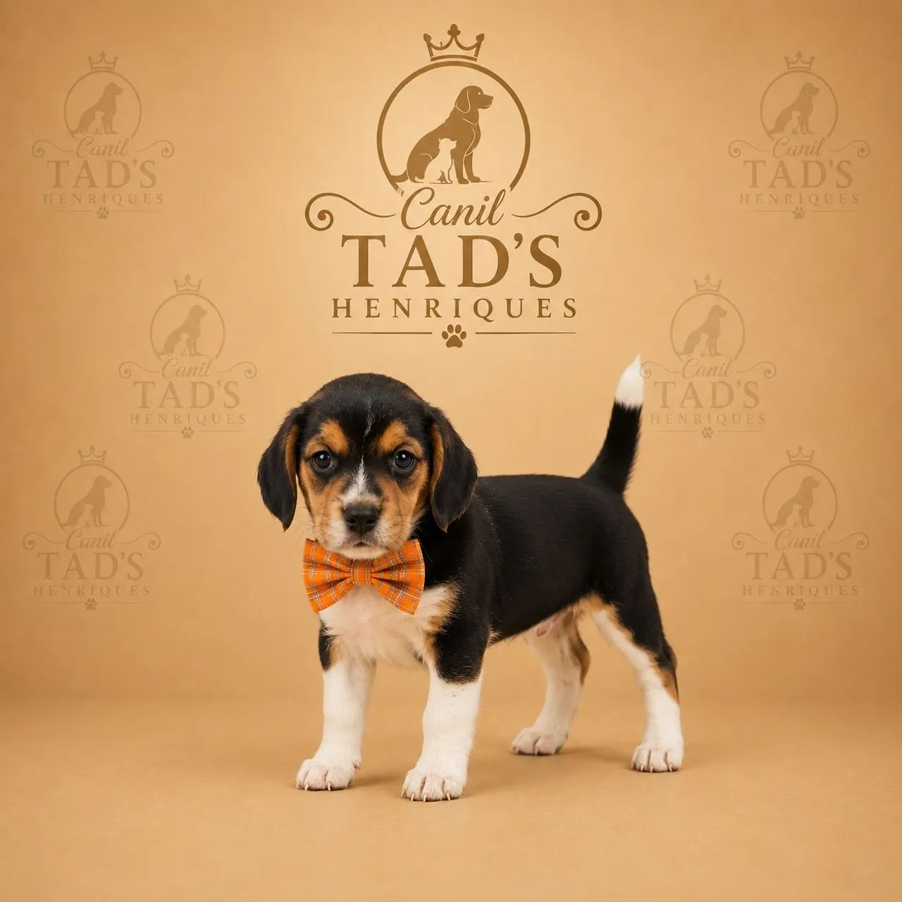 BEAGLE  - LINDOS BBS - Foto 3