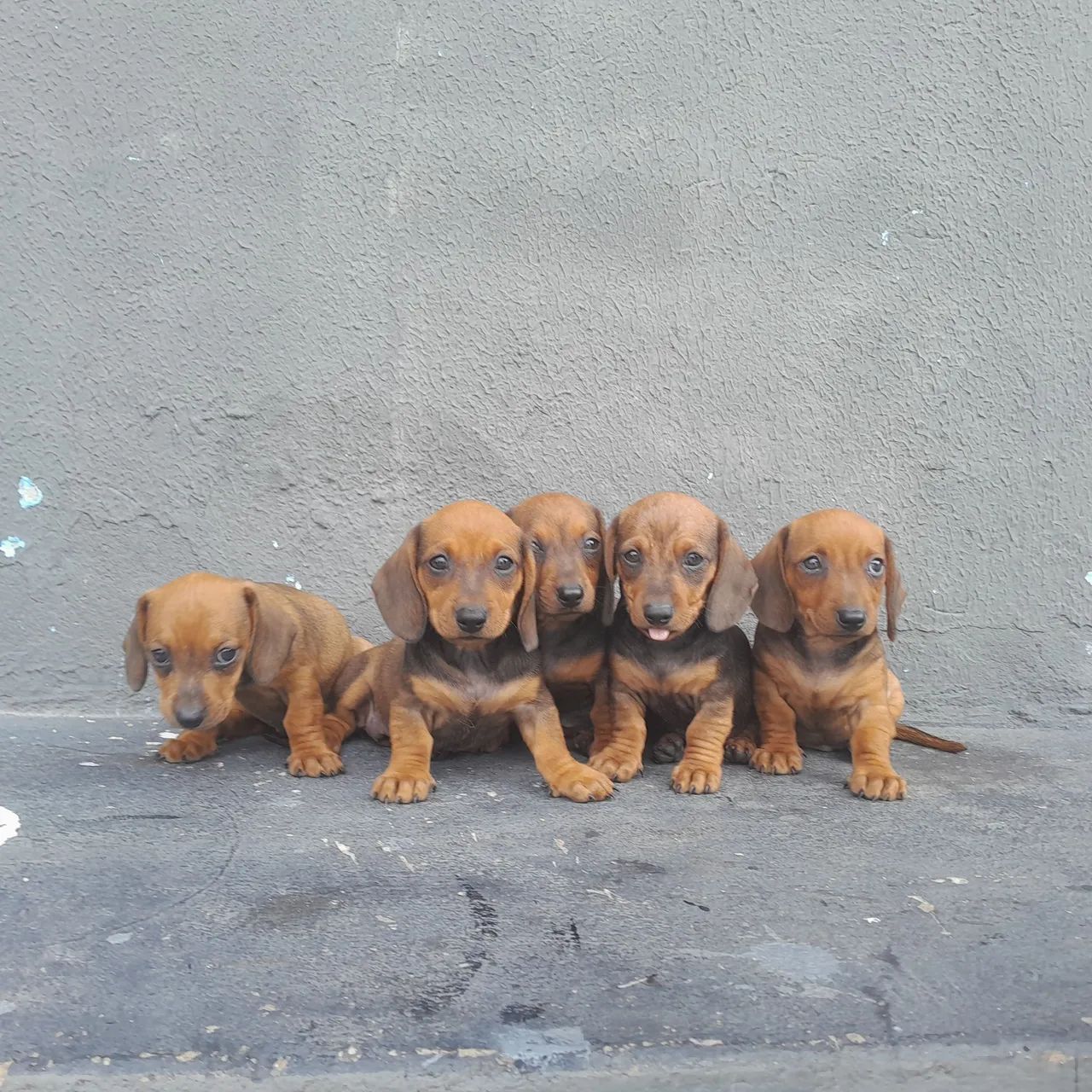 Cachorro  - Foto 4