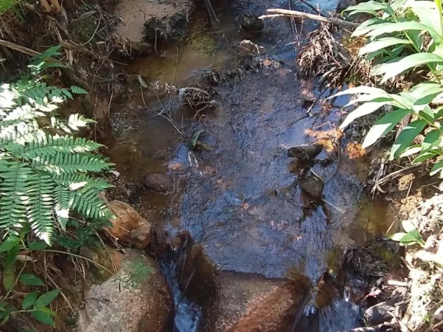 Sítio com 10 Hectares de Natureza e Tranquilidade - Foto 3