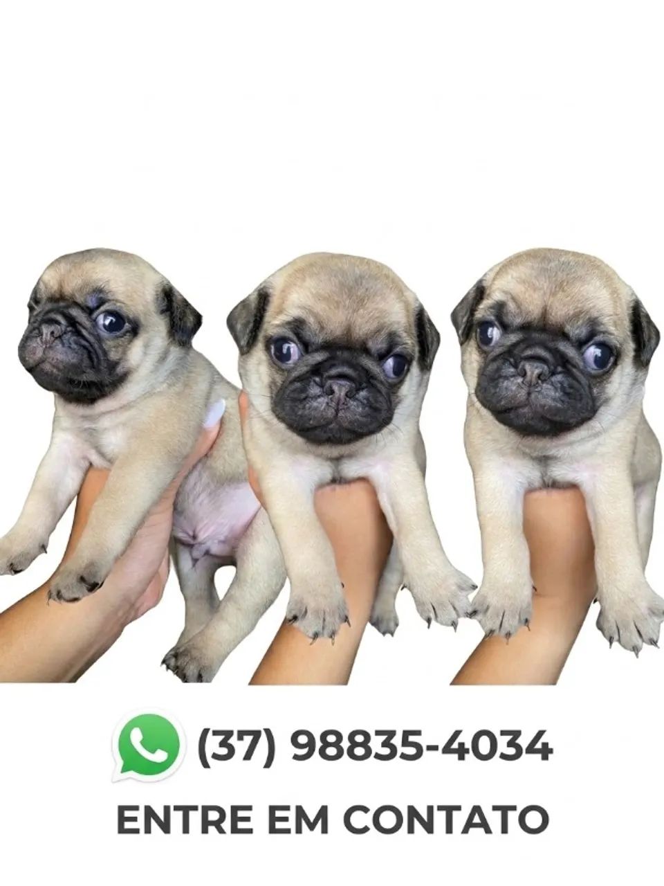 CACHORRO PUG - MINIATURA