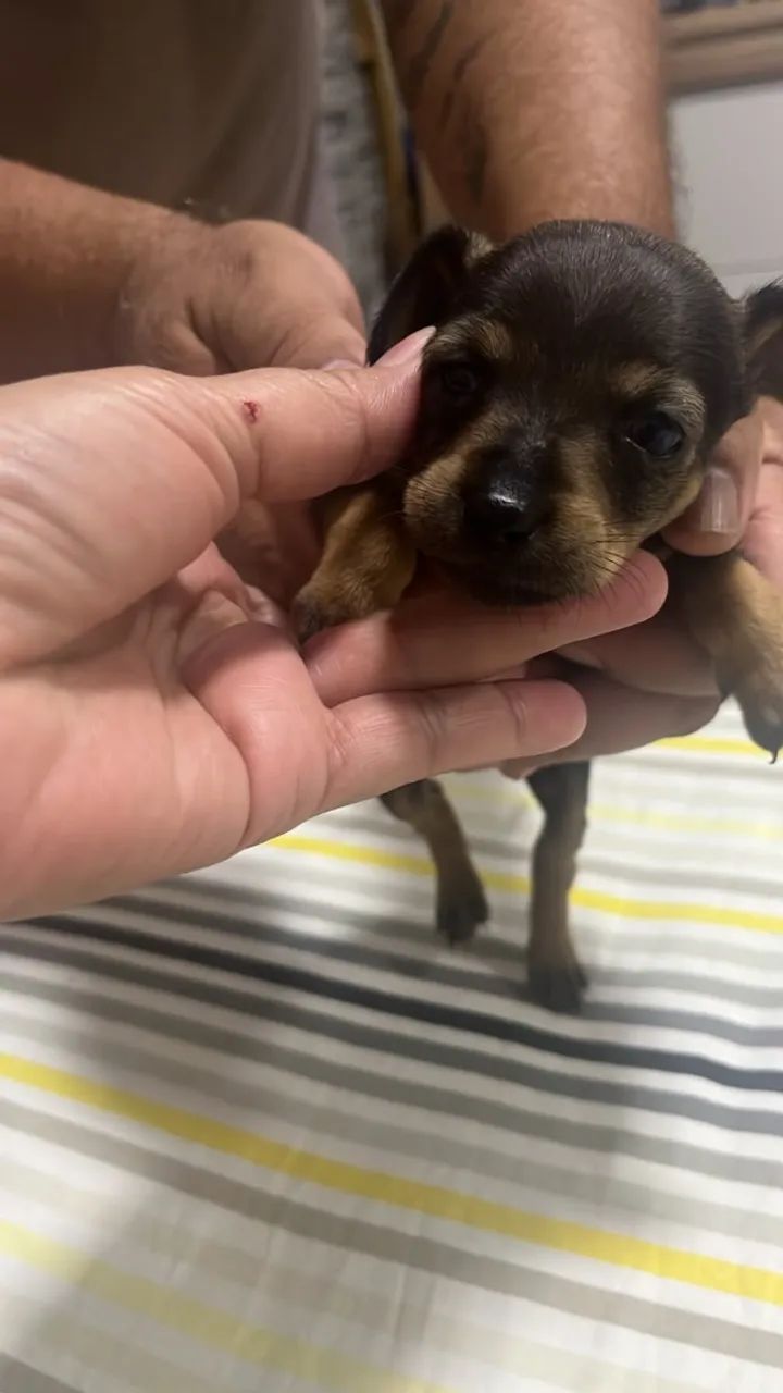 Cachorros - Foto 2