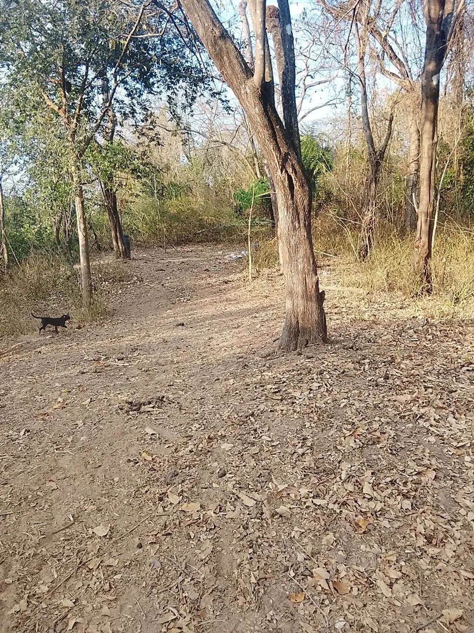 19 hectares  - Foto 4