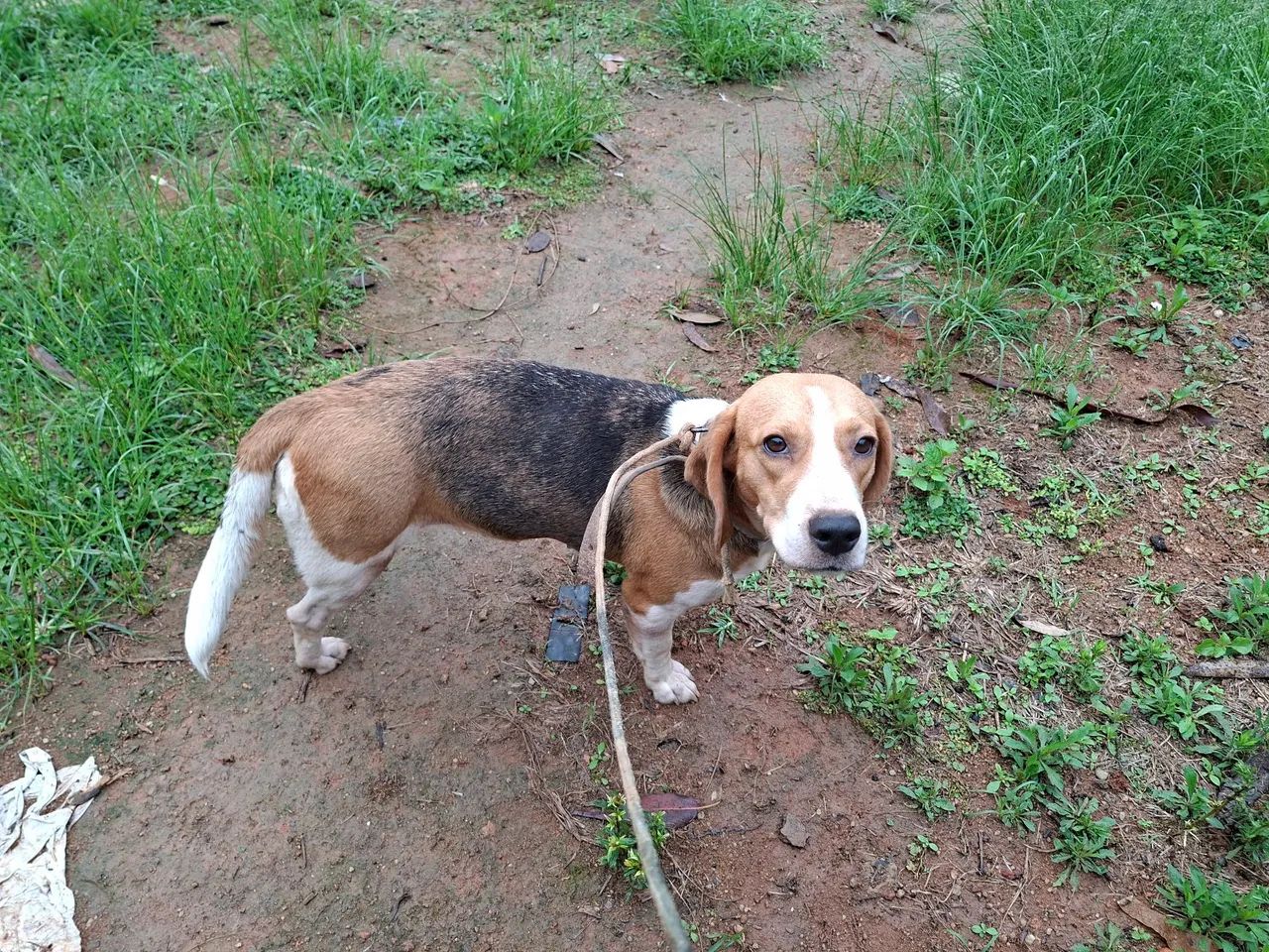 Beagle fêmia  - Foto 2