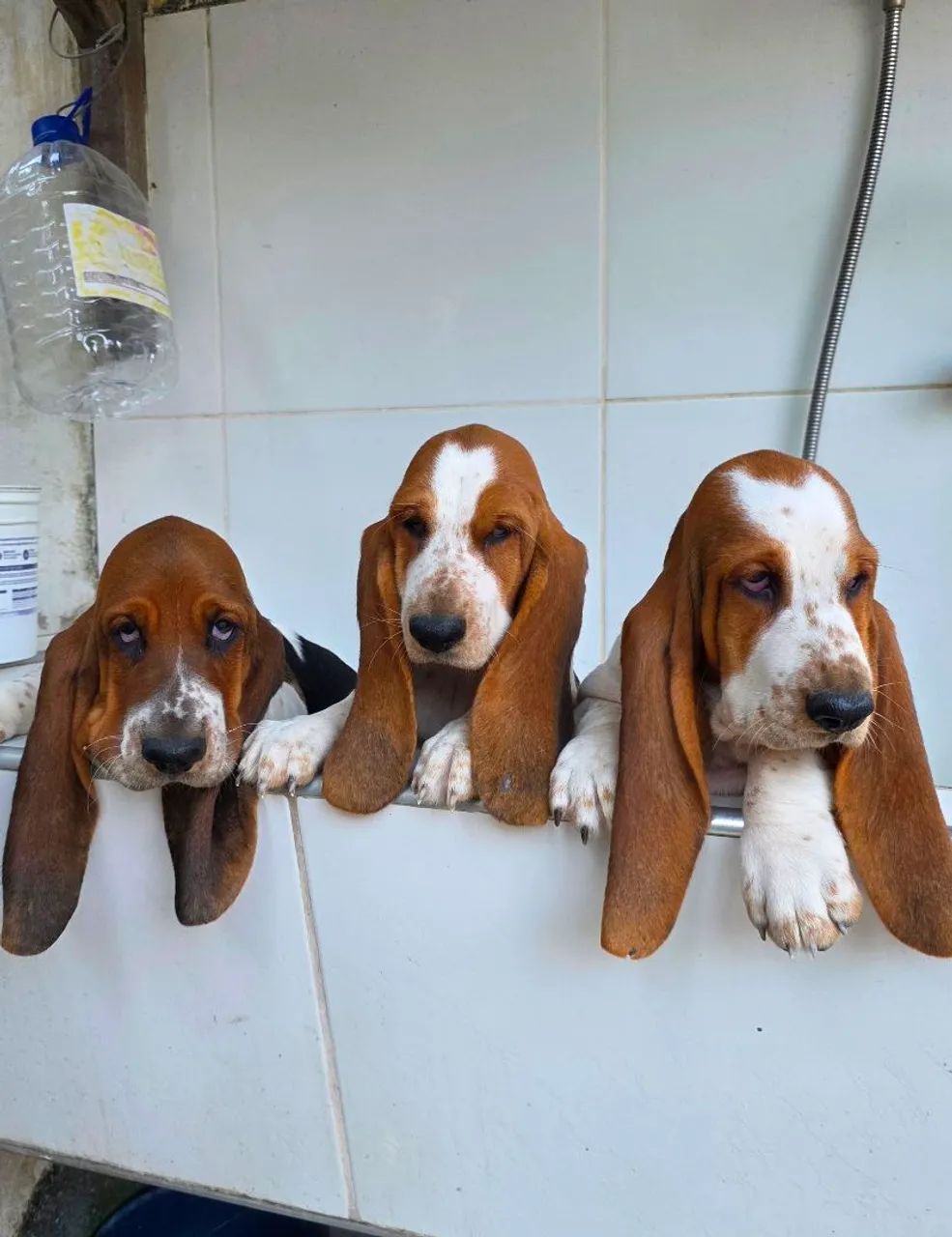 Basset hound  - Foto 2