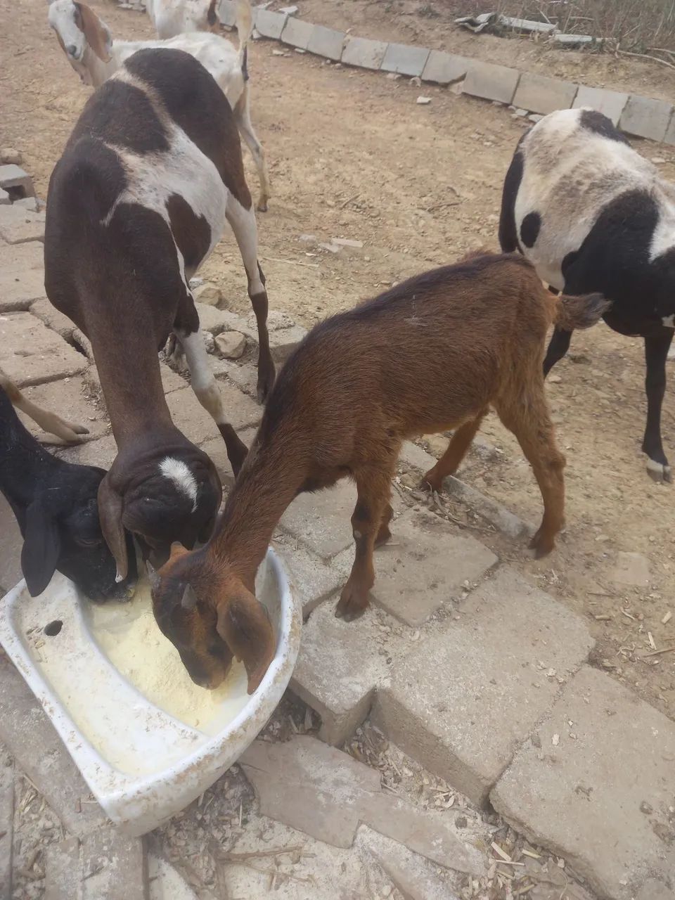 Cabra, Bode, cabrito, cordeiro, ovelha e boregos