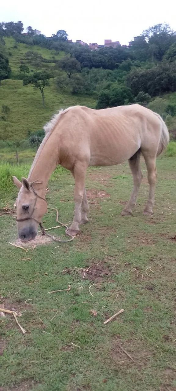 Cavalo baio marilio marchador