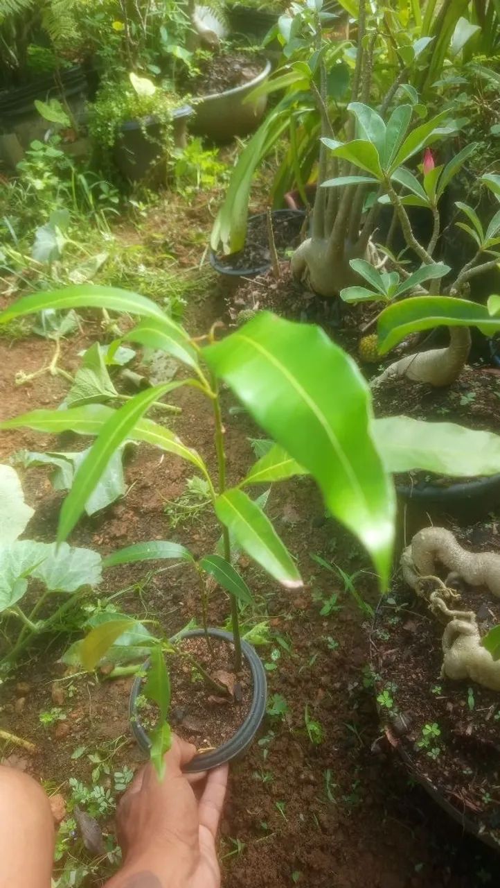 Manga massa frutas - Foto 2