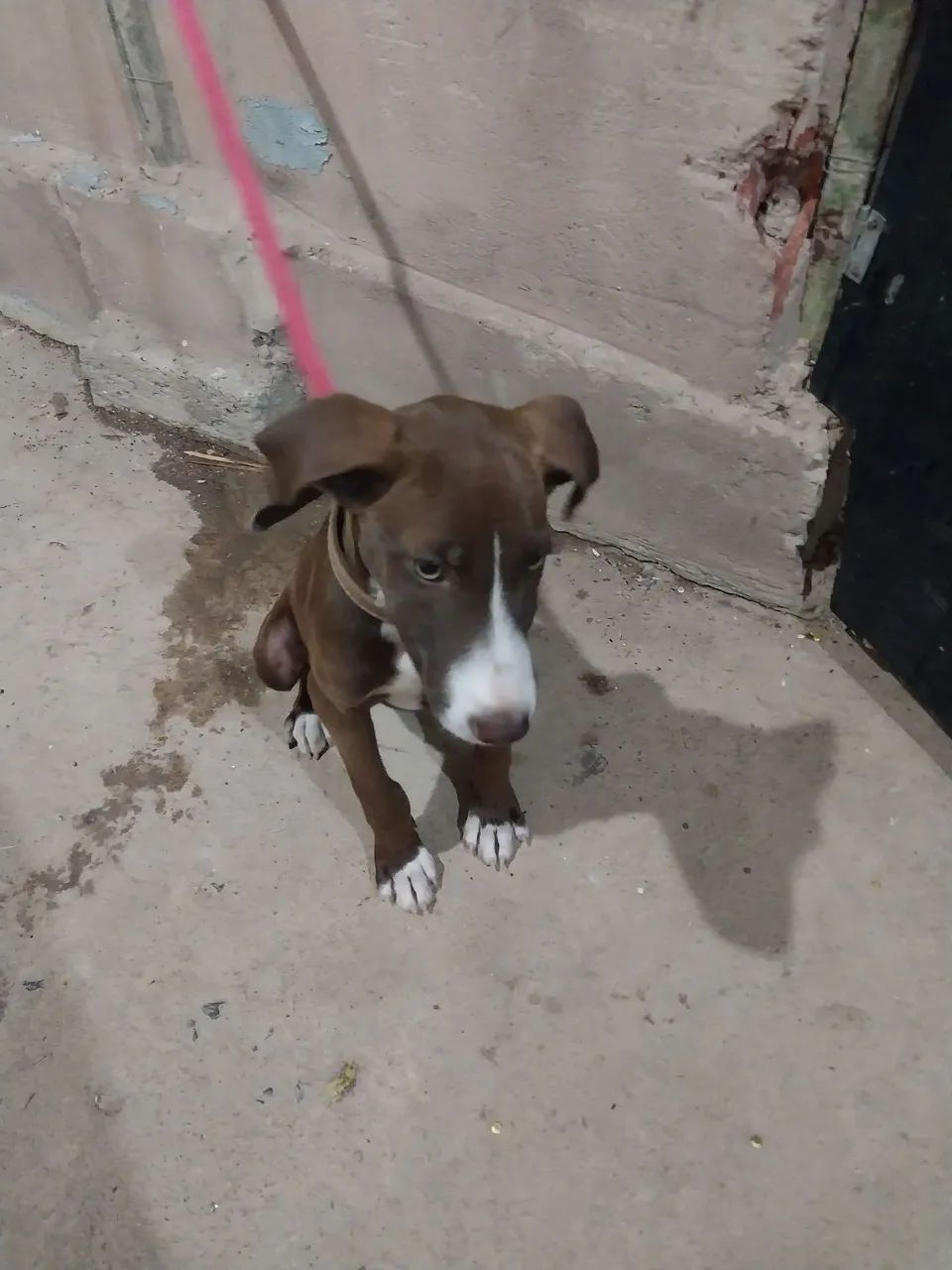 Doação cachorro - Foto 2