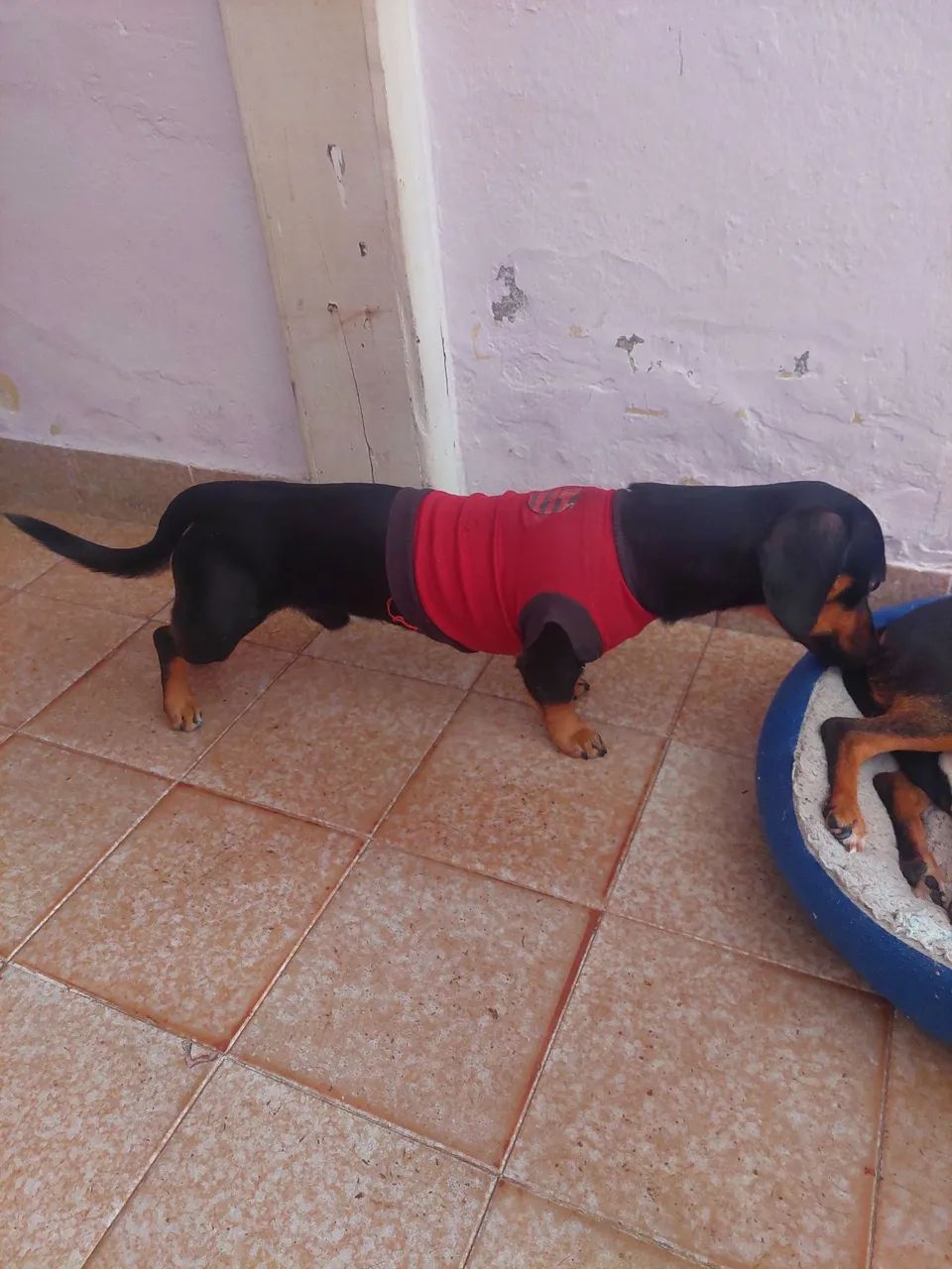 Cachorro Dachshund  canich  - Foto 2