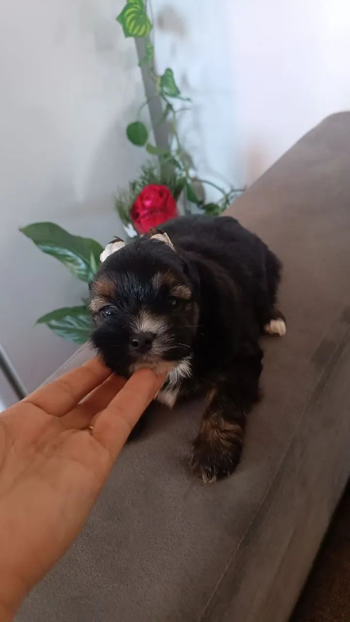 Bebê de 4 pata - Foto 3