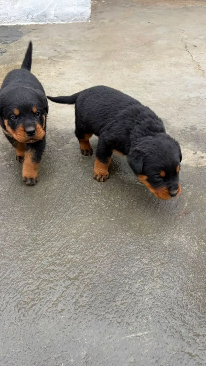 ROTTWEILER MACHO E FEMEA - Foto 2