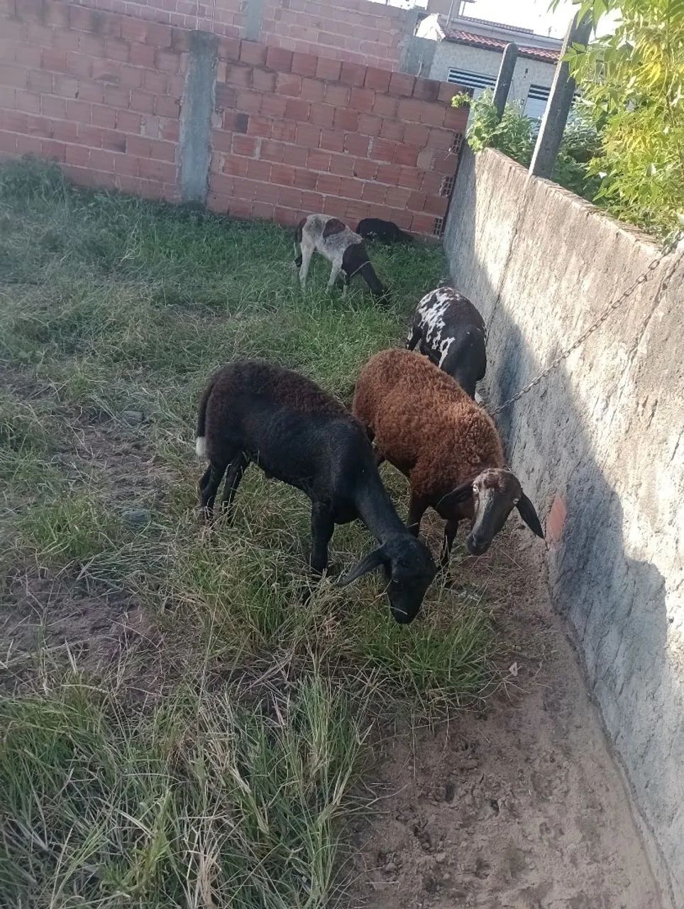 ovelhas - Foto 3