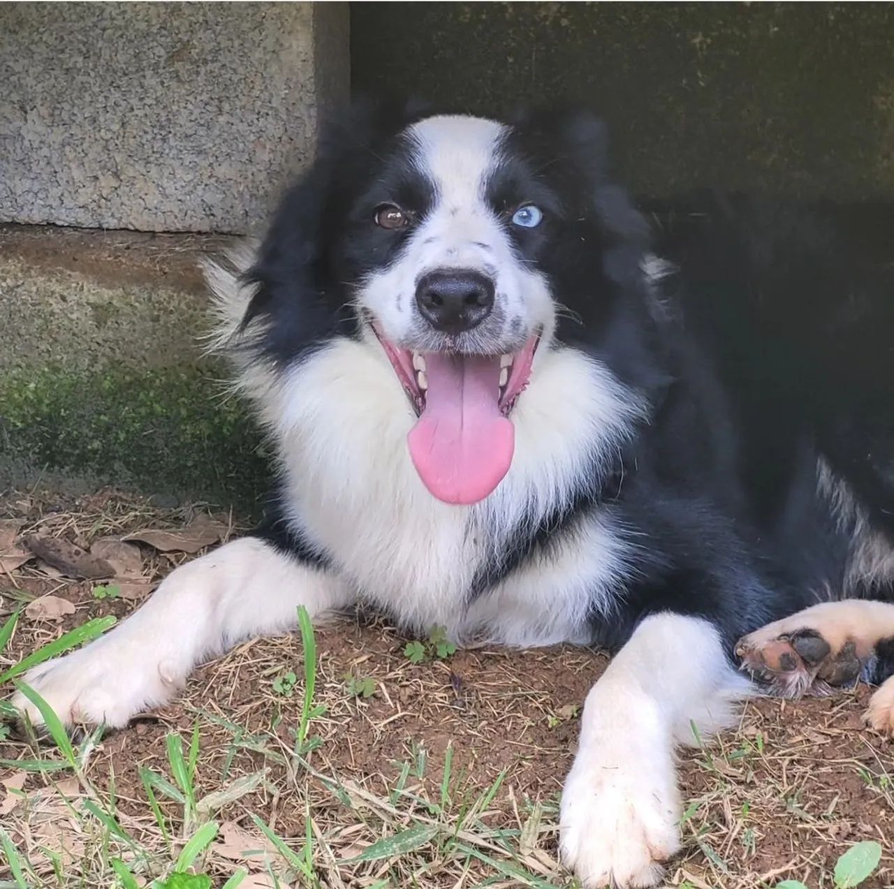 Filhotes de Border Collie  - Foto 5