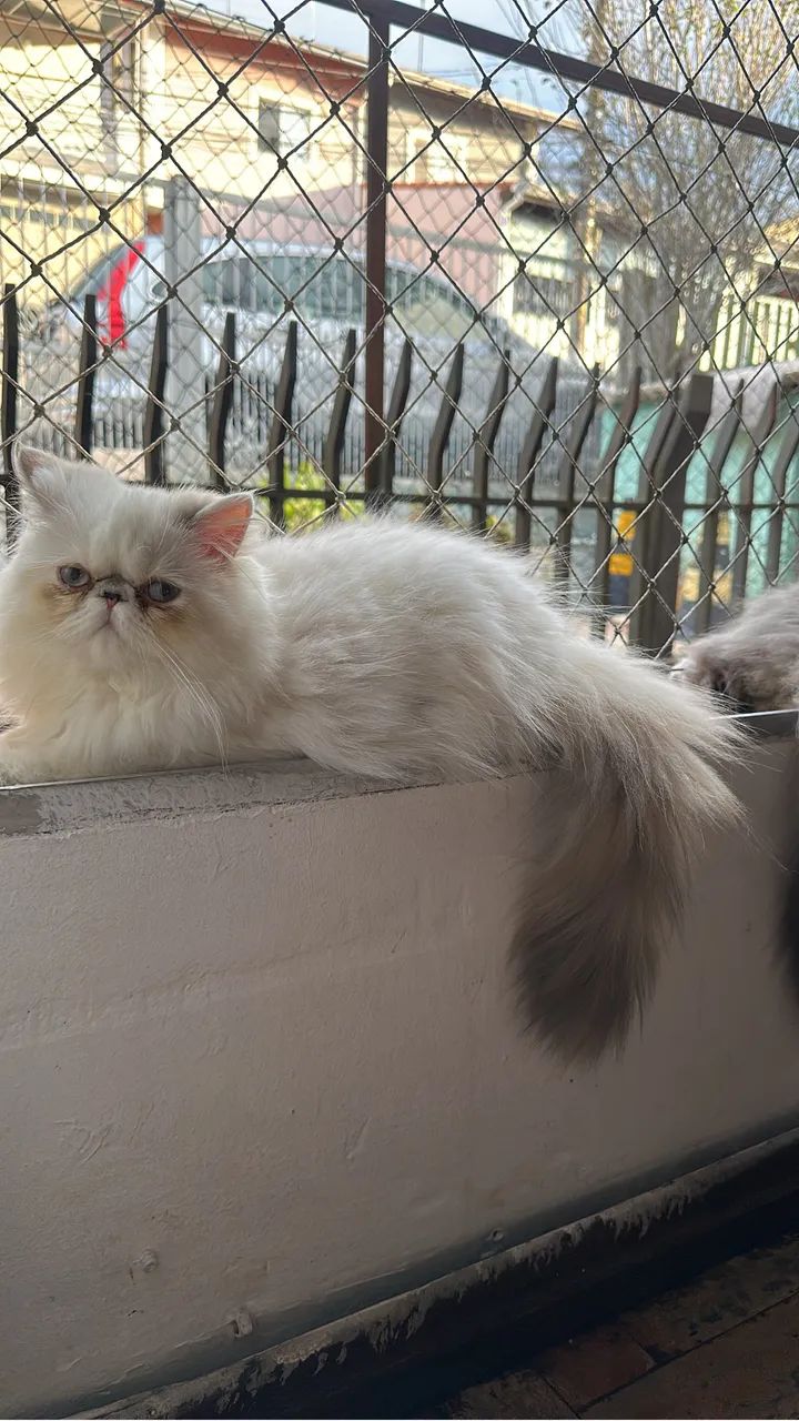Gato persa - Foto 2