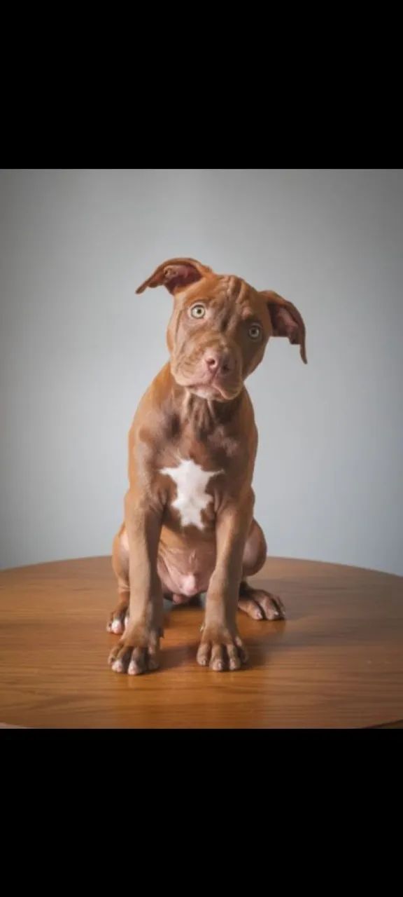 American Pit Bull terrier - Foto 2