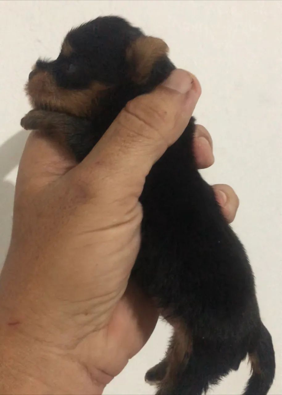 Yorkshire ?Alto Padrão Genético?