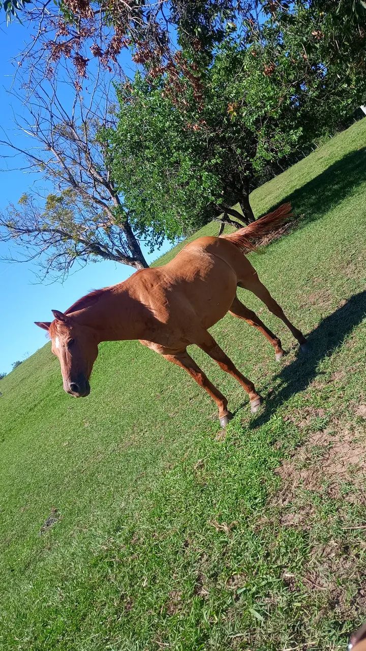 Cavalo