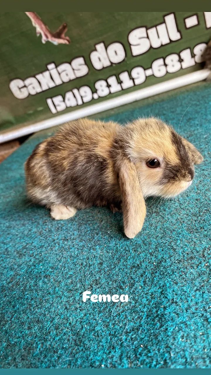 Mini coelhos mini lop  - Foto 5