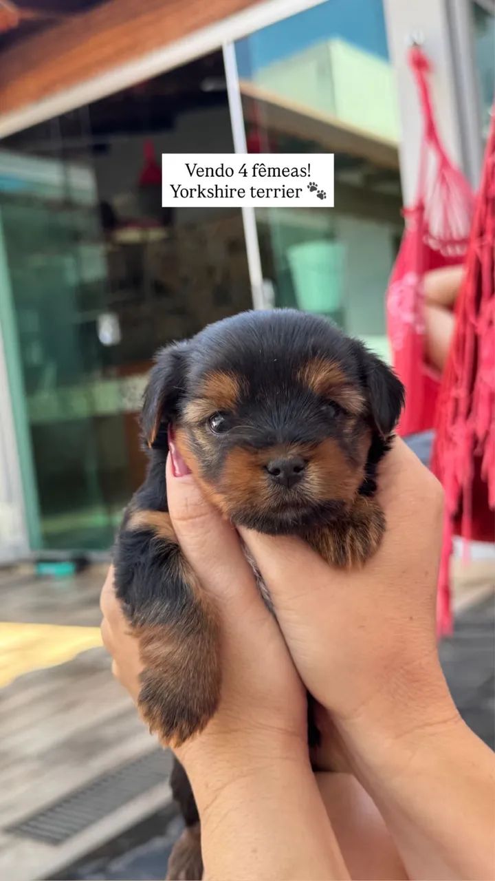 Filhote Yorkshire terrier - Foto 2