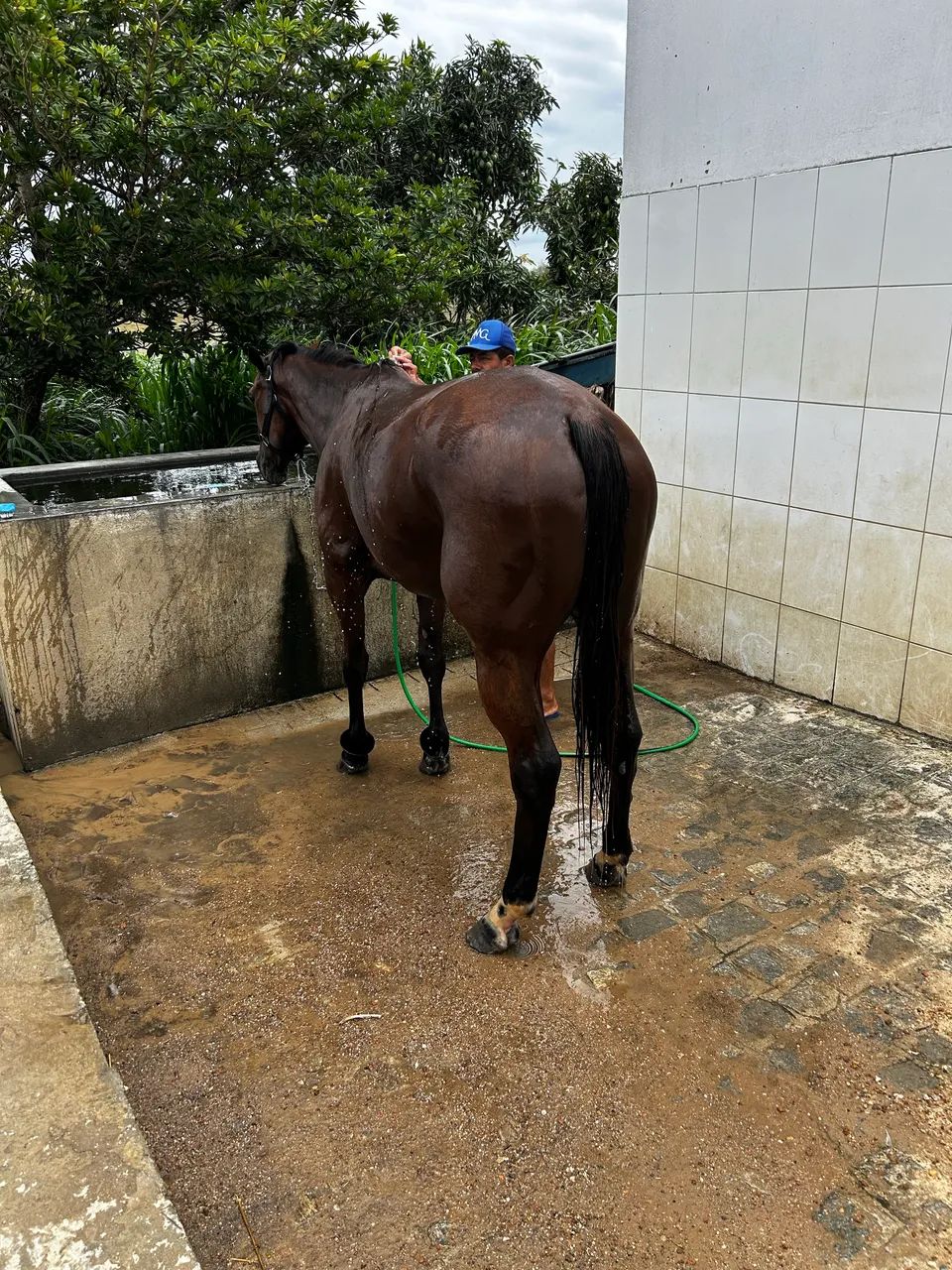 Égua de Direita - Foto 3