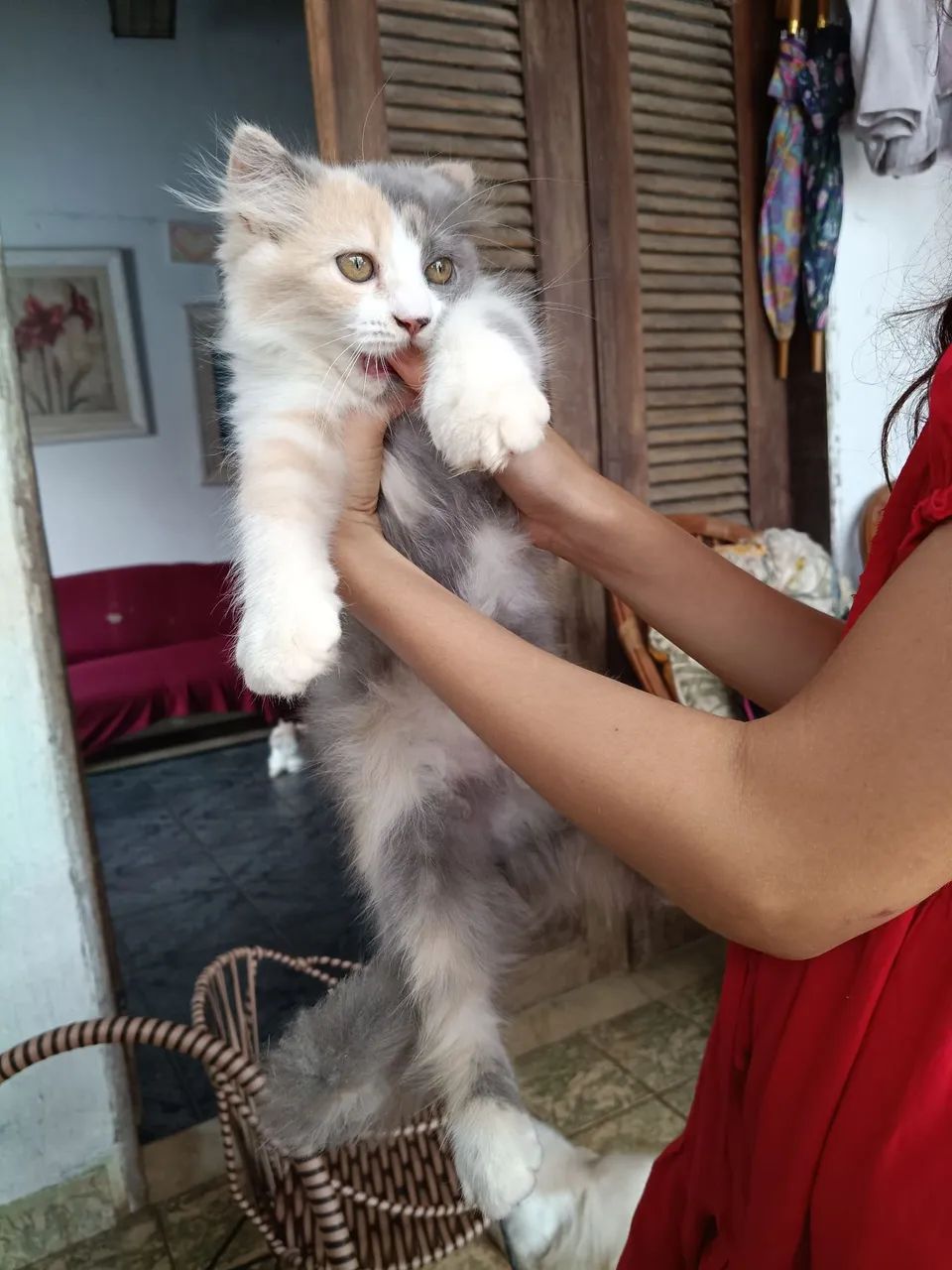 Uma gatinha persa - Foto 5
