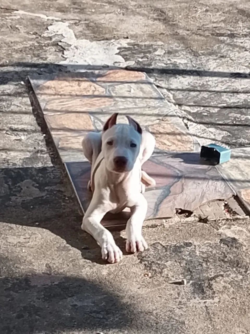 Pit Bull filhote - Foto 3