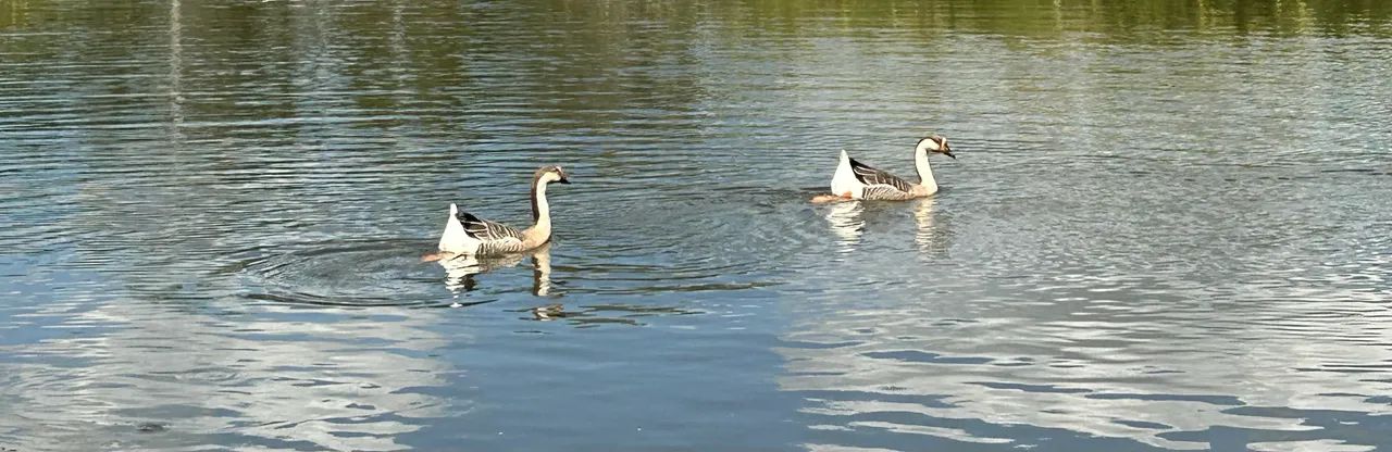 Vendo 2 gansos machos ou troco por outros animais!
