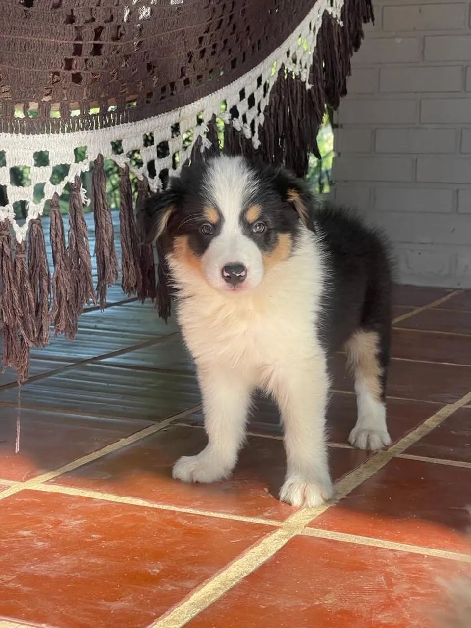 Border collie Rio  - Foto 2