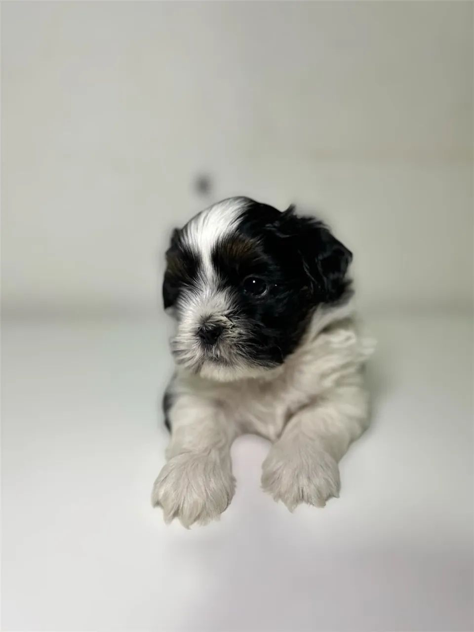 Cachorro - Foto 4