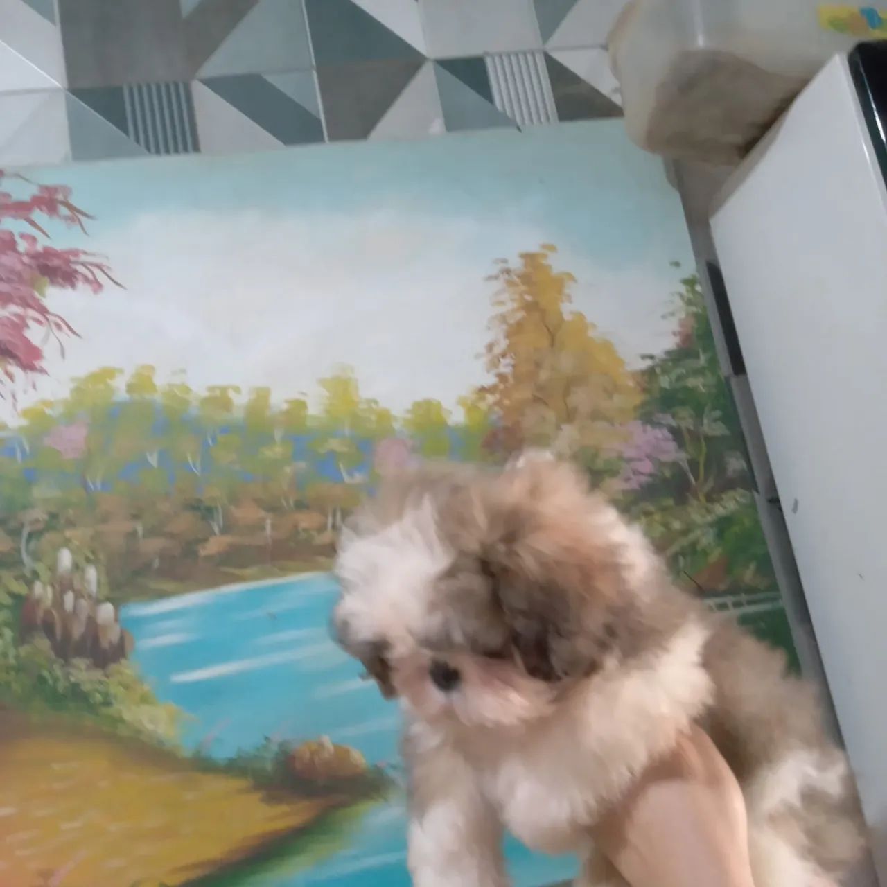 Cachorro Shitzu  - Foto 2