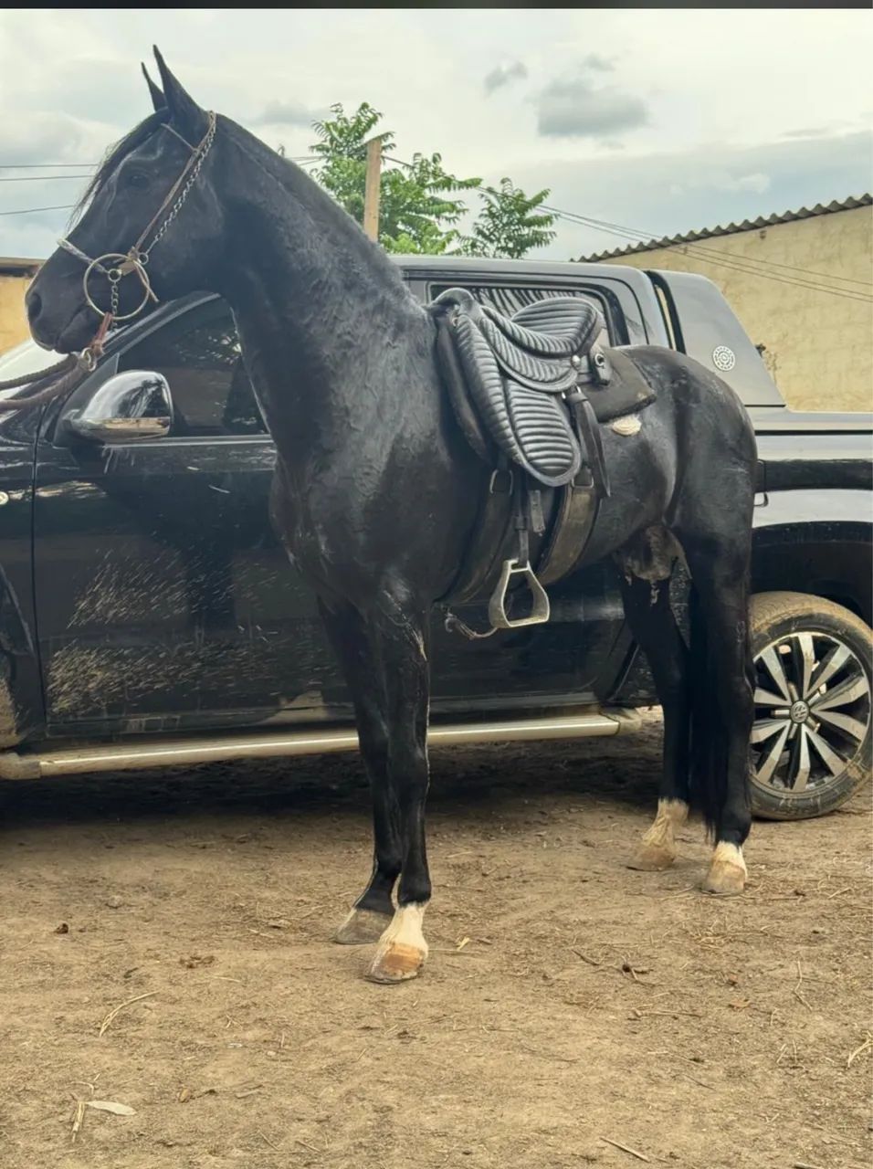 Cavalo pampa de preto novo lindo genuíno de picada  - Foto 2