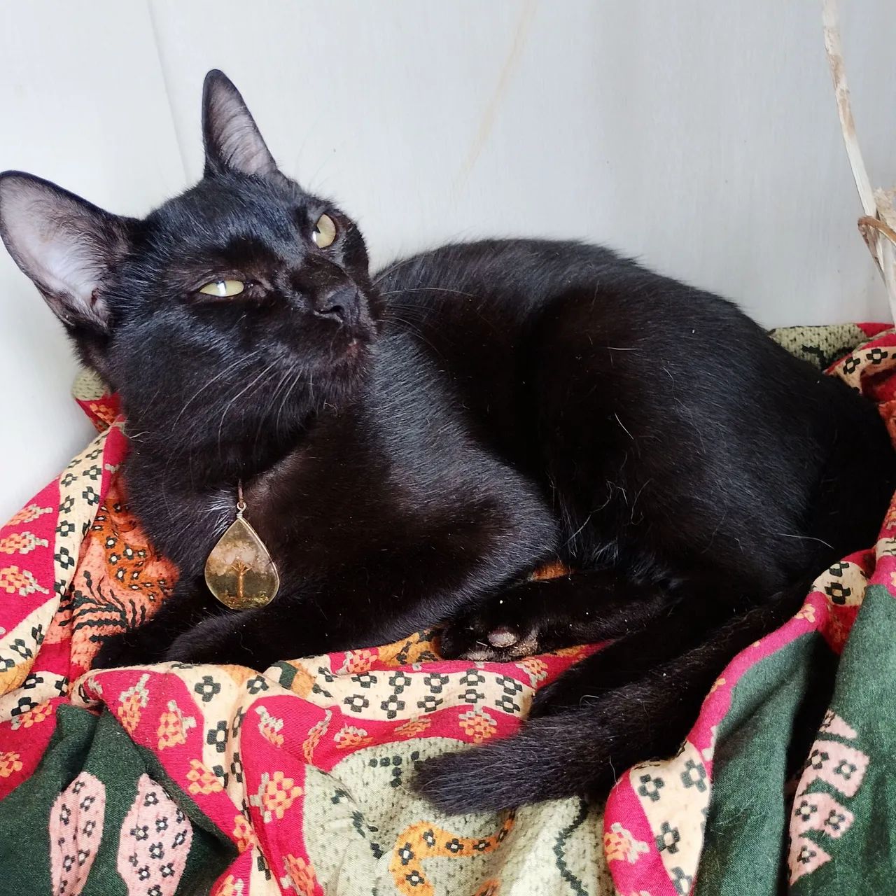 Doação pantera negra  - Foto 2