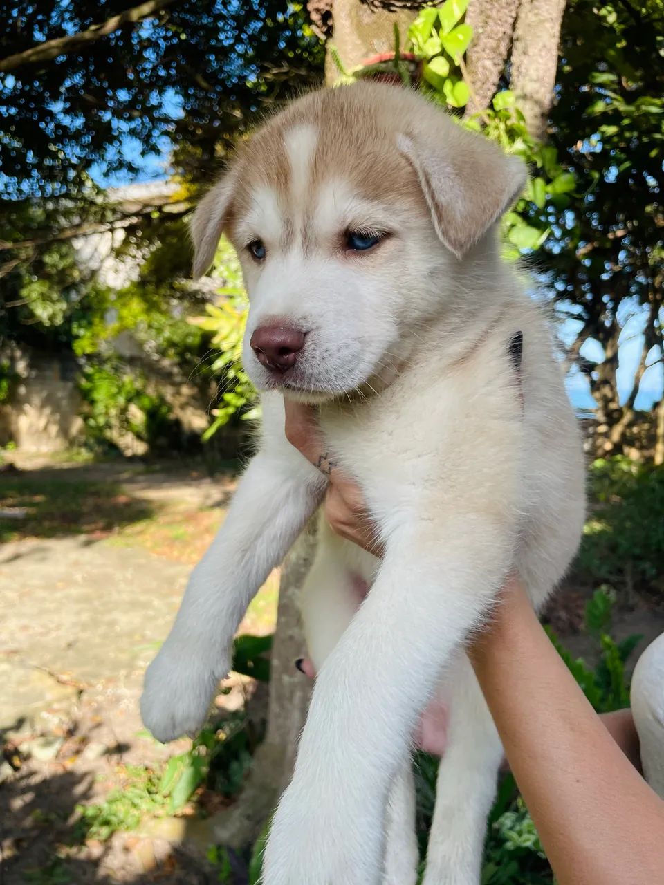 Husky siberiano  - Foto 4