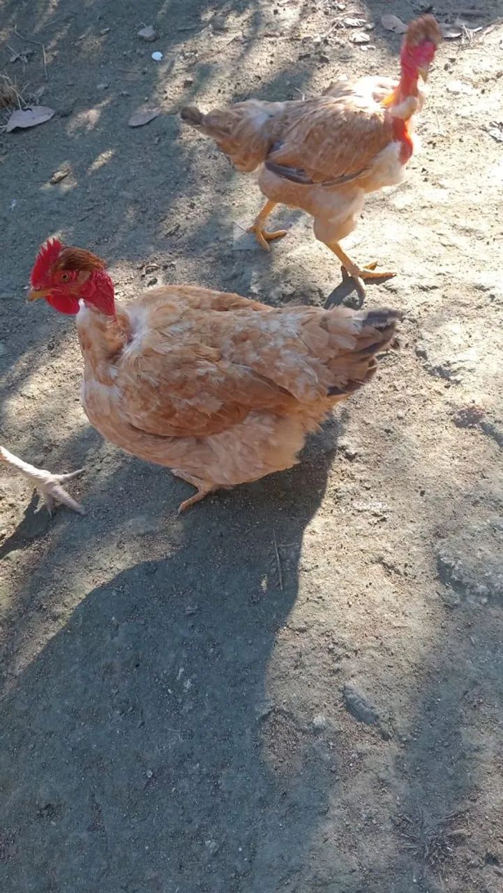 Galinhas - Foto 4